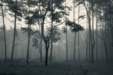 A thick fog enveloped the slender pines in the forest, beautiful trees, and a beautiful black-and-white landscape