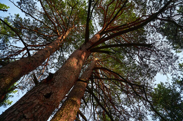 Three huge pine trees were photographed from the lower corner, thick trunks turn into a spreading coniferous crown, a beautiful forest still life