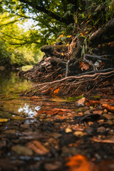 stream in autumn with tree roots