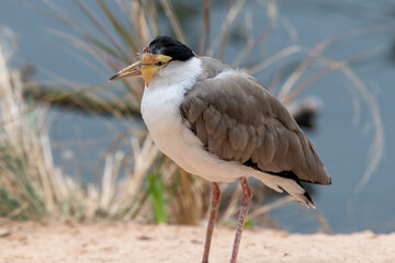 Portrait of a masked lapwing (vanellus miles)