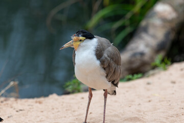 Portrait of a masked lapwing (vanellus miles)