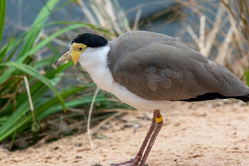 Portrait of a masked lapwing (vanellus miles)