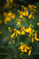 2 bees on yellow flowers