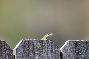 Green Anole Lizard on wooden fence
