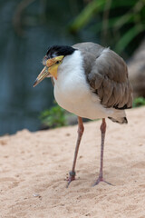 Portrait of a masked lapwing (vanellus miles)