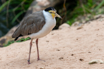 Portrait of a masked lapwing (vanellus miles)