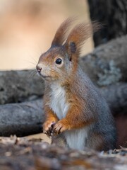 Obraz premium squirrel in the forest