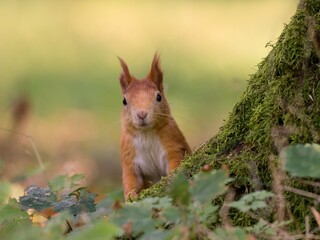 squirrel in the woods