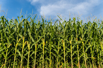 A lush field of corn stretches upwards, showcasing thick green stalks reaching towards a clear blue sky dotted with soft, white clouds. The summer landscape reveals healthy crops