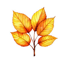 Colorful autumn leaves, vibrant orange hues isolated on transparent background.