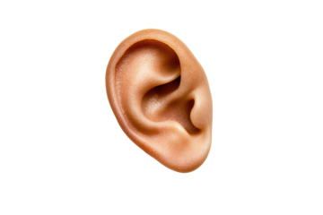 Human ear detail isolated on transparent background.