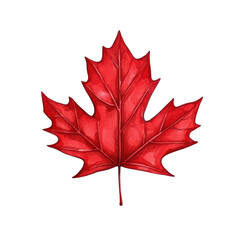 Vibrant red maple leaf isolated on transparent background.