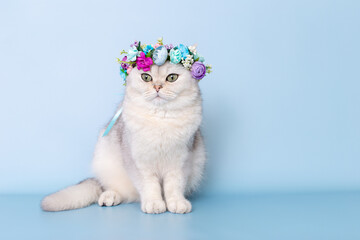 Adorable white cat in flower wreath on head, sitting on blue background, looking away