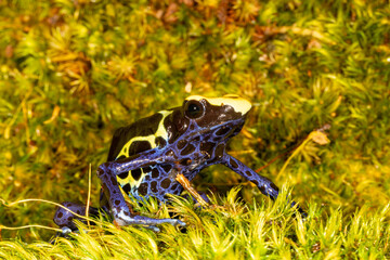 colbalt dart frog poison dart frog