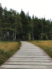 Eco-trail, wooden trail in the forest. 