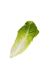 Isolated Romaine Lettuce Leaf On White Background