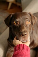 cute chocolate Labrador Retriever is lying on bed and resting. close-up of a pet holding its head and muzzle in the owner's hand. purebred puppy in a retriever. dog looks at camera with devoted eyes