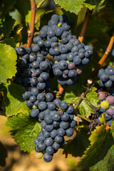 Grappes de raisin mûr sur un ceps de vigne