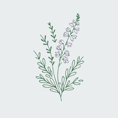 Fototapeta premium lavender flowers isolated on white, branch of lavender, flowers vector, illustration of exotic flower, black and white flower