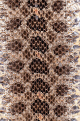 Copperhead snake skin