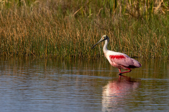 Roseate spoonbill in a florida marsh