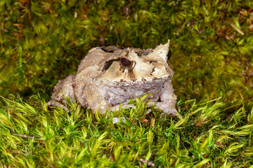 solomon island eyelash frog in grass