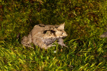 solomon island eyelash frog in grass