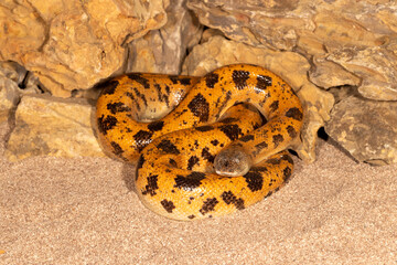 super mojave sand boa snake