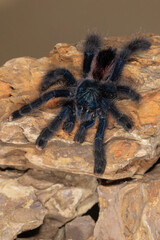 Tarantula walking on stone