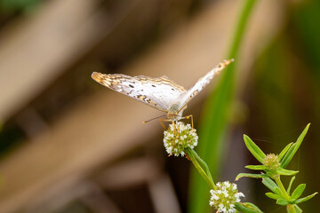 White Peacock Butterfly (Anartia jatrophae) 