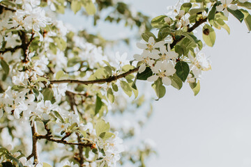 Blooming apple tree branch with white gentle flowers at sunny spring day