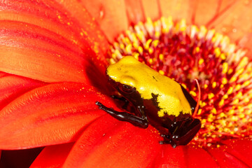 Yellow splash dart frog on orange flower