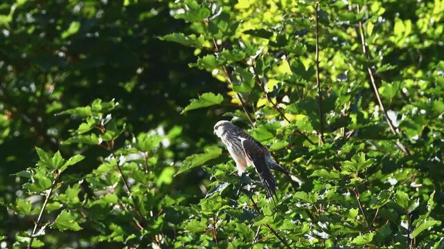 Faucon sur des branches