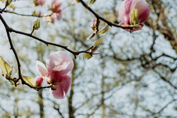 Magnolia branch with blooming pink gentle flowers