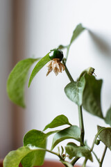 Paprika is growing in the flower pot on the window sill.