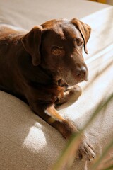 cute chocolate Labrador Retriever is lying on bed and resting. close-up of pet sleeping on couch. purebred puppy in a cozy house without owner seems to be very pleased with himself. Sad retriever