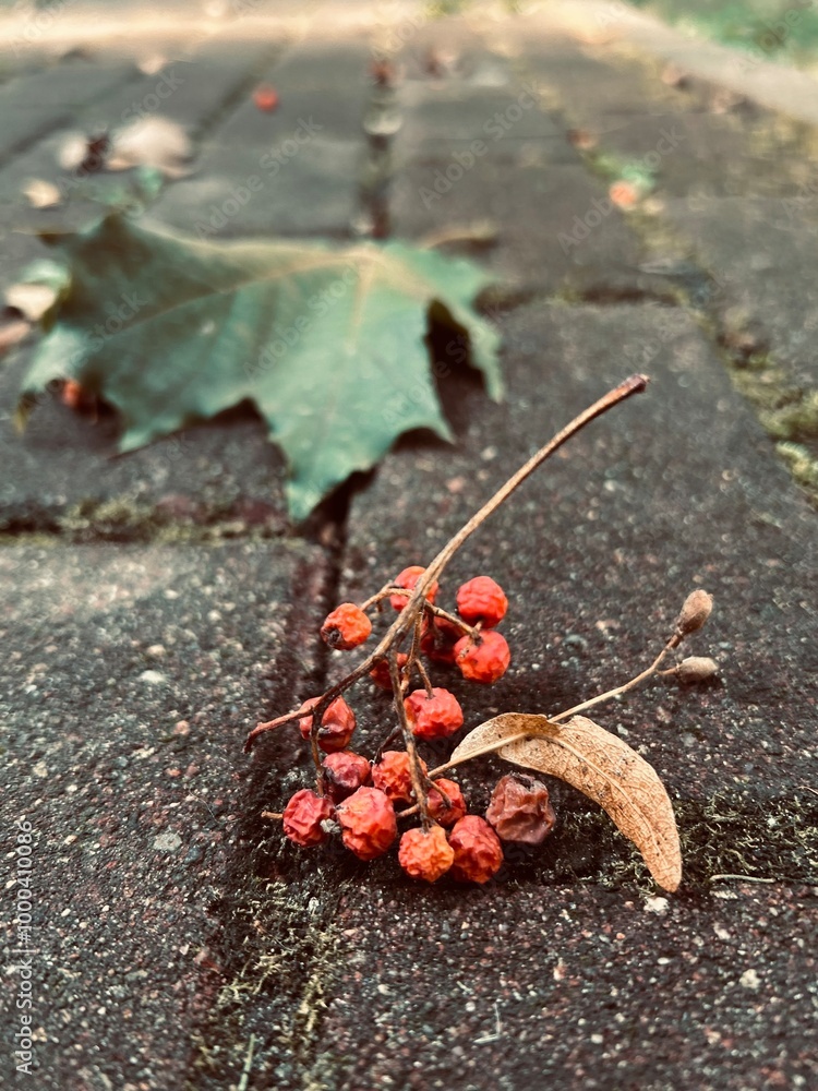 Aufkleber Rowan branch with red berries fallen on the path in autumn against the background of a maple leaf in the park