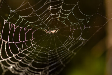 An intricate web decorated with dew drops imprinted in sunlight