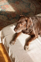 old chocolate Labrador Retriever dog is lying on bed and resting. close-up of pet. pet dog settled down for nap on bed. view from above. training and pet food