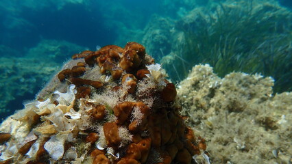 Сhicken liver sponge or Caribbean Chicken-liver sponge (Chondrilla nucula) undersea, Aegean Sea, Greece, Skiathos island, Vasilias beach