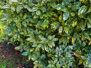 AUCUBA JAPONICA, ARBUSTO AL NATURAL. LAS HOJAS SON JASPEADAS. 