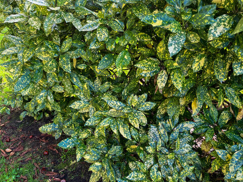 AUCUBA JAPONICA, ARBUSTO AL NATURAL. LAS HOJAS SON JASPEADAS. 