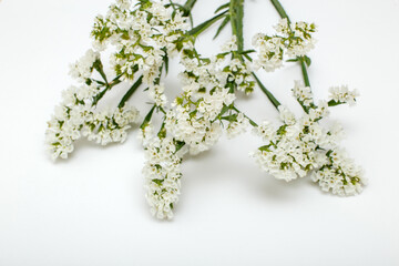 White statice flowers on a white background close-up.