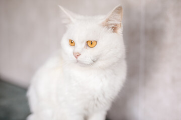 An unhappy ill cat sits in the shelter, looking pitiful and longing for a home