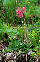  Iwakagami, Schizocodon soldanelloides, Kurikoma, Iwate 