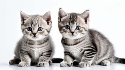 Two adorable striped kittens with blue eyes sitting side by side on a white background.