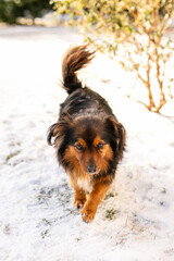 A homeless fluffy dog with black and red fur and lovely fluffy ears wanders the streets during the harsh winter freeze