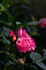 Pink rose