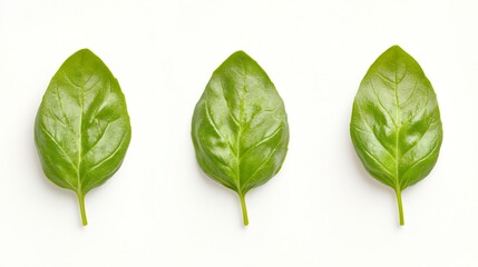 Obraz premium Basil leaves on solid white background, single object