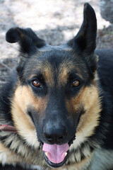 Un pastor alemán con esa mirada tan profunda, sinceramente me enamora, ya que me mira y lo miro, esos ojos grandes y lengua canina son hermosos,